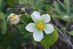 Fleur du Calebassier sauvage- Lagenaria sphaerica- Cucurbitacée - exo