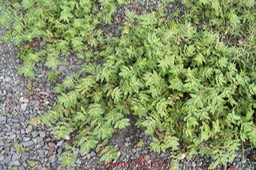 Jean Robert - Euphorbia hirta -Euphorbiacée - exo