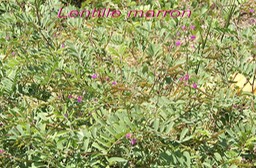 Lentille marron avec fleurs- Tephrosia purpurea- Fabacée- exo