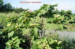 Mahot tantan - Dombeya acutangula - Malvacée - B