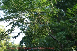 Margosier ou Lilas de Perse - Melia azedarach - Méliacée - exo
