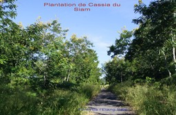 Plantation de Cassia du Siam