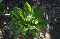 Veloutier ou Héliotrope argenté- Heliotropium foertherianum - Boraginacée - I