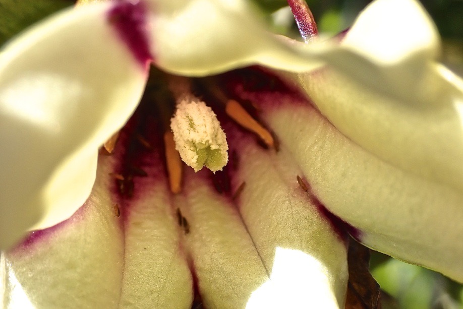 Heterochaenia rivalsii.(étamines et style ne dépassant pas le tube de la corolle) campanulaceae.endémique Réunion.PB190005