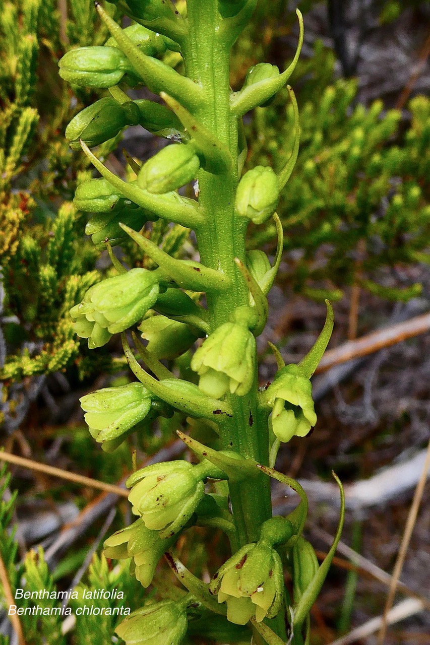 Benthamia latifolia . Benthamia Chlorantha.(Thouars) A. Rich( inflorescence détail ) .orchidaceae.endémique Réunion Maurice.jpeg