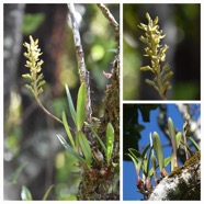Bulbophyllum_cylindrocarpum-EPIDENDROIDEAE-Indigene_Reunion-20240424_182707.jpg