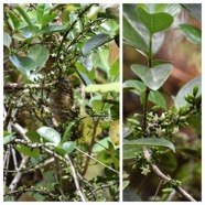 Geniostoma_borbonicum-Bois_de_piment-LOGANIACEAE-Endemique_Reunion_Maurice-20240424_181905.jpg