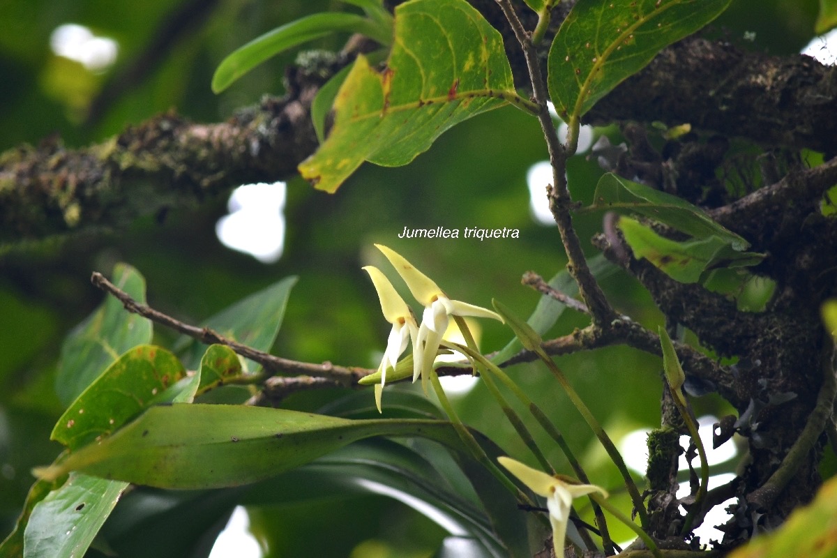 Jumellea triquetra Orchidaceae Endémique La Réunion 9280.jpeg