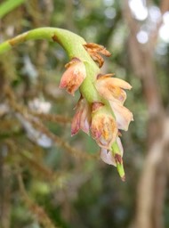 Bulbophyllum bernadetteae Castillon - EPIDENDROIDEAE - Endémique Réunion - P1020394