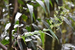 Habenaria sigillum - ORCHIDOIDEAE - Indigène Réunion