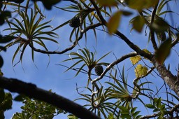 Pandanus montanus - Pimpin des hauts - PANDANACEAE - Endémique Réunion - MB2_2538