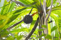 Pandanus purpurascens - Pimpin rouge - PANDANACEAE - Endémique Réunion - MB2_2499b