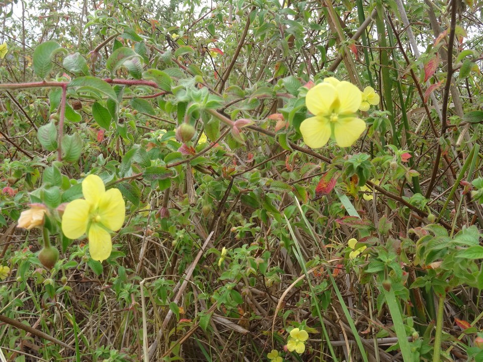 Ludwigia octovalvis - Herbe bourrique - ONAGRACEAE - Indigène Réunion
