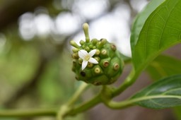 Morinda citrifolia - Noni, Malaye, Vomi le chien - RUBIACEAE Îles du Pacifique, Polynésie, Asie, Australie