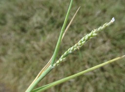 Paspalidium germinatum - Herbe de riz - POACEAE - Pantropicale