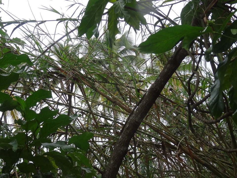 Phragmites mauritianum - Roseau POACEE - Indigène Réunion
