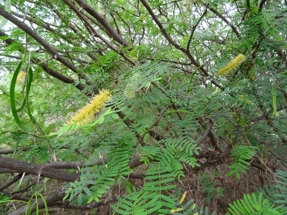 Prosopis juliflora - FABACEAE - Zepinard - EE