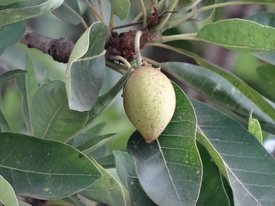 Sapotille - Fruit de l'arbre à chewing-gum photograpié en Mai