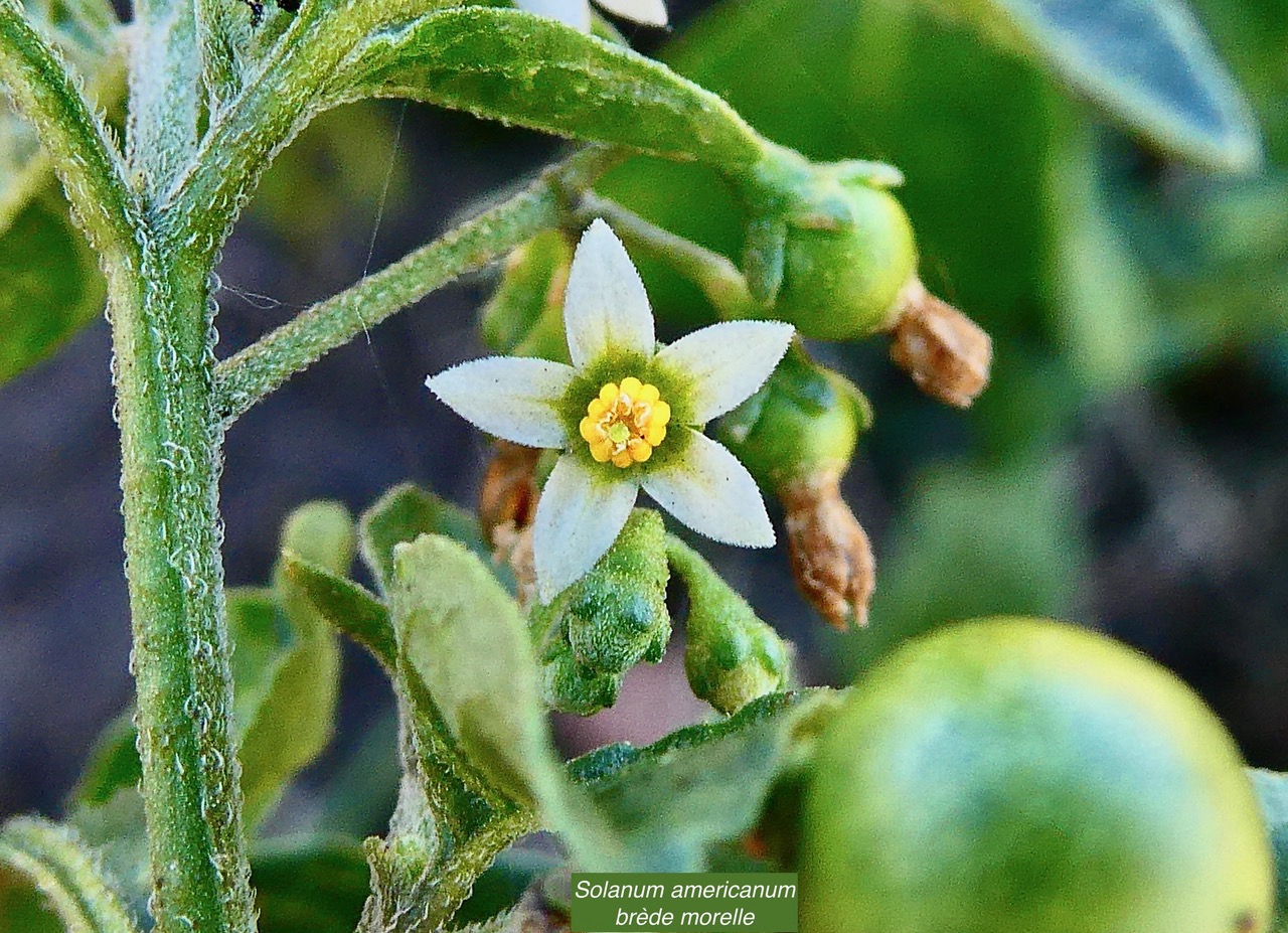 Solanum americanum.brède morelle.solanaceae.amphinaturalisé..jpeg