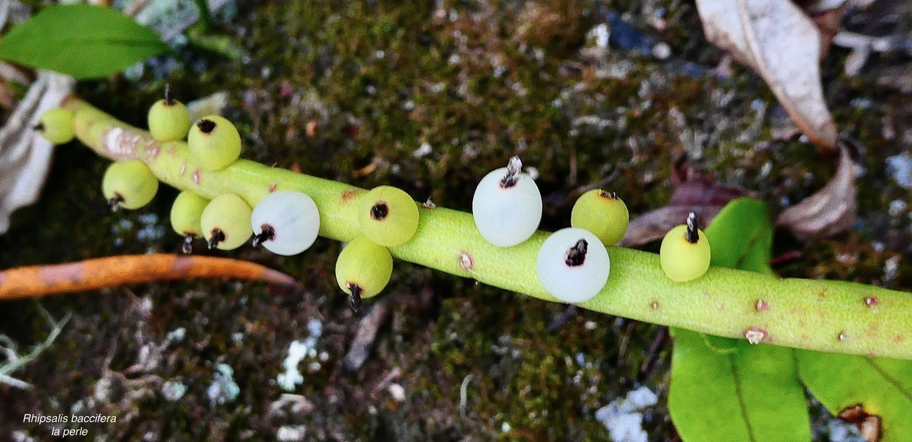 Rhipsalis baccifera.la perle.cactaceae.indigène Réunion. (1).jpeg