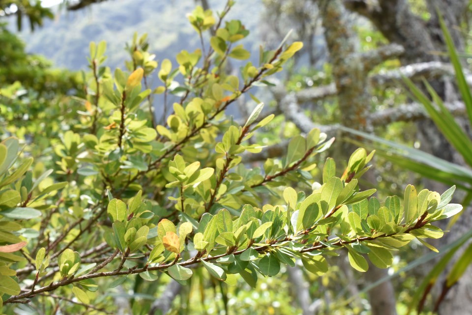Erythoxylum hypericifolium - Bois d'huile - ERYTHOXYLACEAE - Endémique Réunion, Maurice