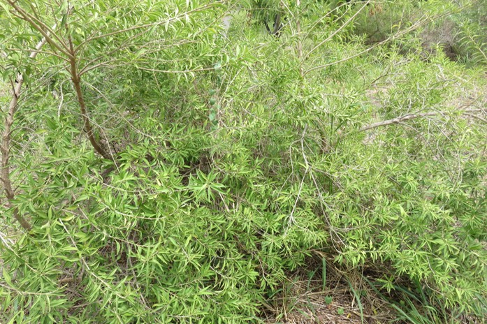 10 ???  Volkameria heterophylla - Bois de chenilles - Lamiaceae - Endémique La Réunion et île Maurice