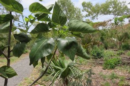 16 Dombeya populnea  - Bois de senteur  bleu  - Malvaceae -Espèce endémique La Réunion et Maurice