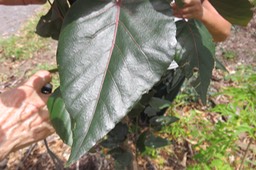 17 Dombeya populnea  - Bois de senteur  bleu  - Malvaceae -Espèce endémique La Réunion et Maurice