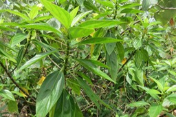 23 Pouzolzia laevigata - Bois de tension - Urticaceae - Endémique La Réunion, Maurice.