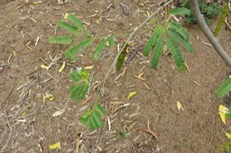 24 Albizia saman (ex. Samanea saman) - Arbre  à pluie - Fabaceae - Amérique du Sud