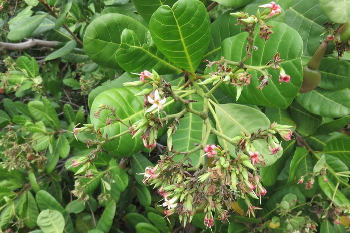 27 Anacardium occidentale L. - - Anacardiaceae - Exo. Amérique du Sud