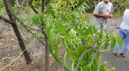 29 Azadirachta indica A. Juss. - Neem, Lilas de Perse - Meliaceae - Exotique : Inde