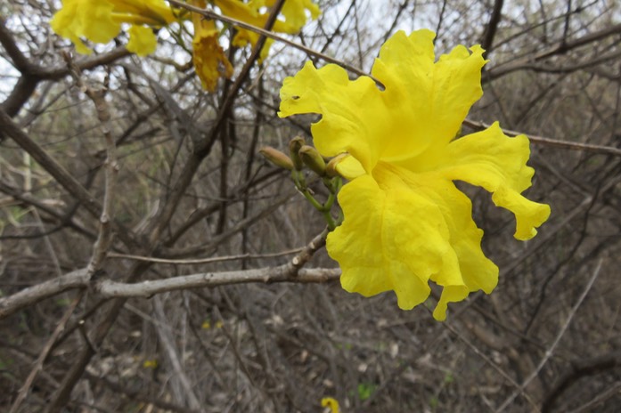 33Tabebuia jaune (!!!) : Tabebuia serratifolia