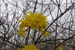 34 Tabebuia jaune (!!!) : Tabebuia serratifolia