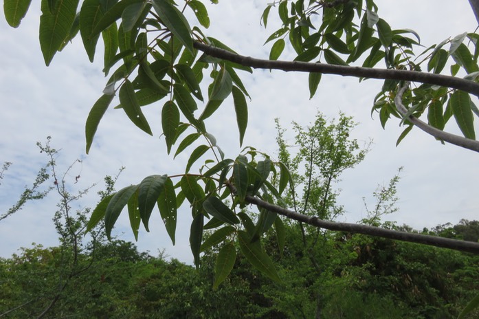 8 Poupartia borbonica - Bois blanc rouge Bois de Poupart - Zévi marron - Anacardiaceae