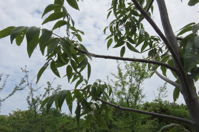 9 Poupartia borbonica - Bois blanc rouge Bois de Poupart - Zévi marron - Anacardiaceae