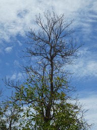 Tabebuia heterophylla   poirier des Antilles P1270093