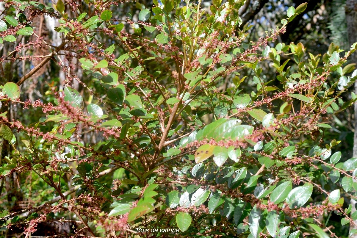 Phyllanthus phillyreifolius Bois de cafrine Phylla nthaceae Endémique La Réunion, Maurice 1189.jpeg