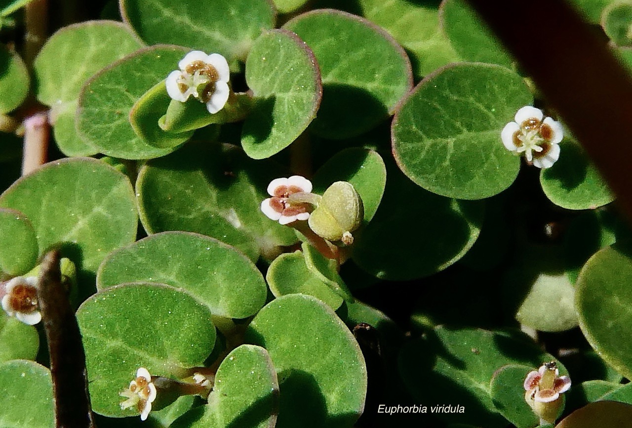 Euphorbia viridula. ( Chamaesyce viridula )euphorbiaceae.endémique Réunion. (2).jpeg
