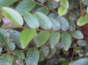 29 3 Phyllanthus phillyeifolius, bois d e négresse, feuilles Makes IMG 0470