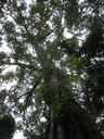 38 6 Ficus densifolia, affouche, Makes IMG 0579