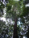 38 9 Ficus densifolia, affouche, Makes IMG 0514