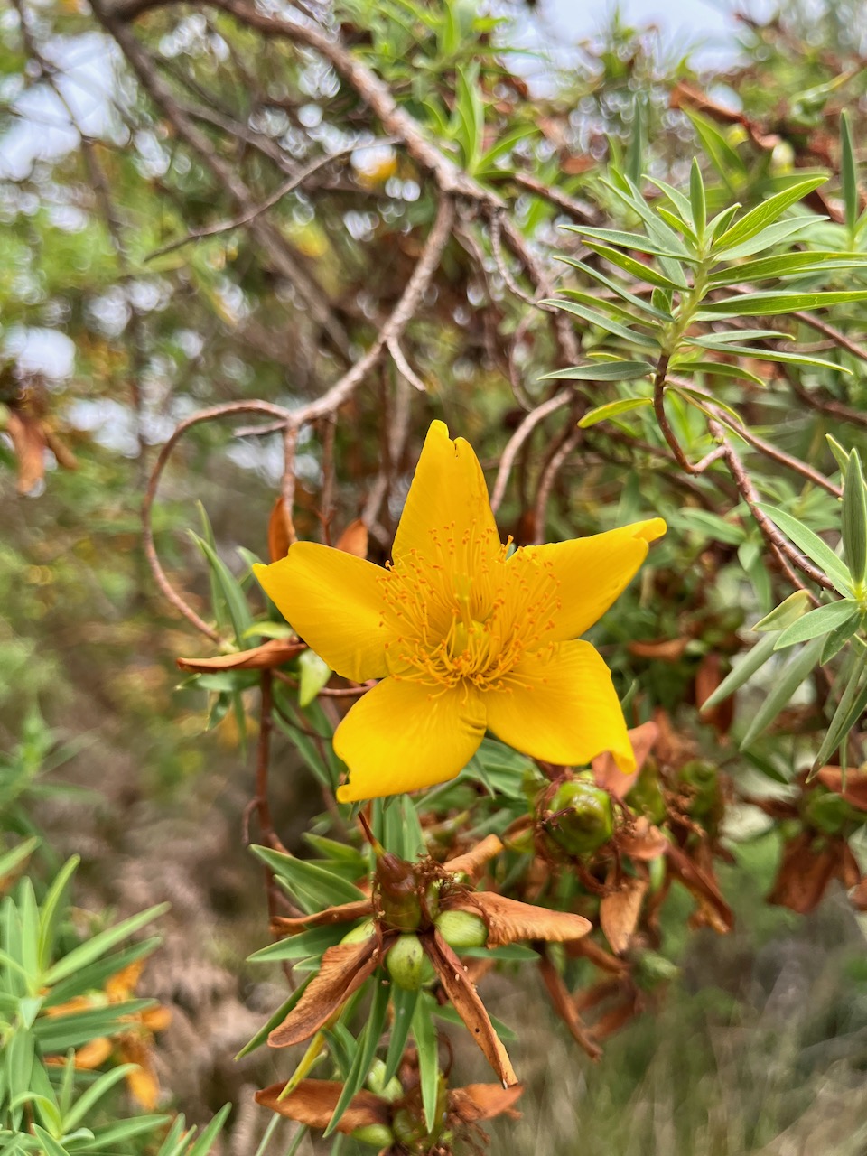 7. Hypericum lanceolatum angustifolium - Fleur jaune des hauts - endémique de La Réunion.jpeg