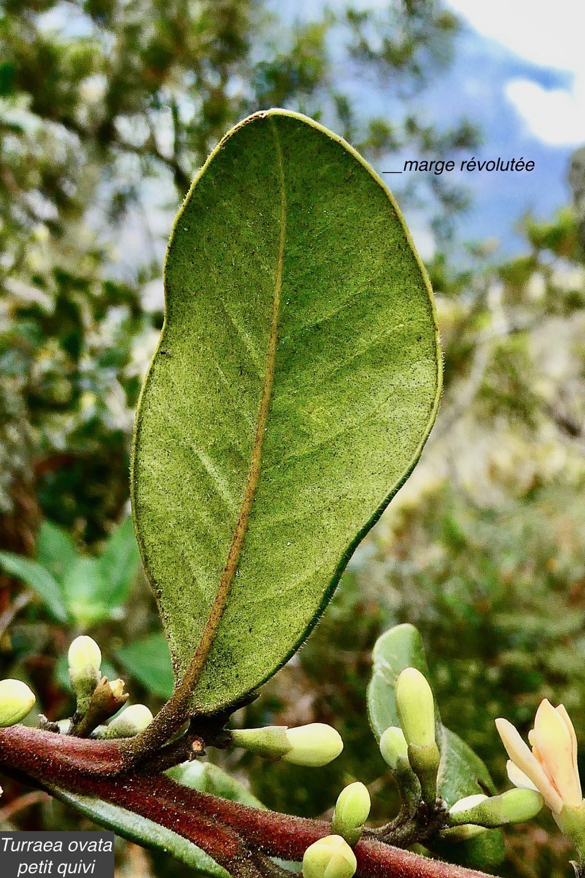 Turraea ovata  Bois  de  quivi .petit quivi .( feuille à marge révolutée et boutons floraux ) meliaceae.endémique Réunion Maurice..jpeg