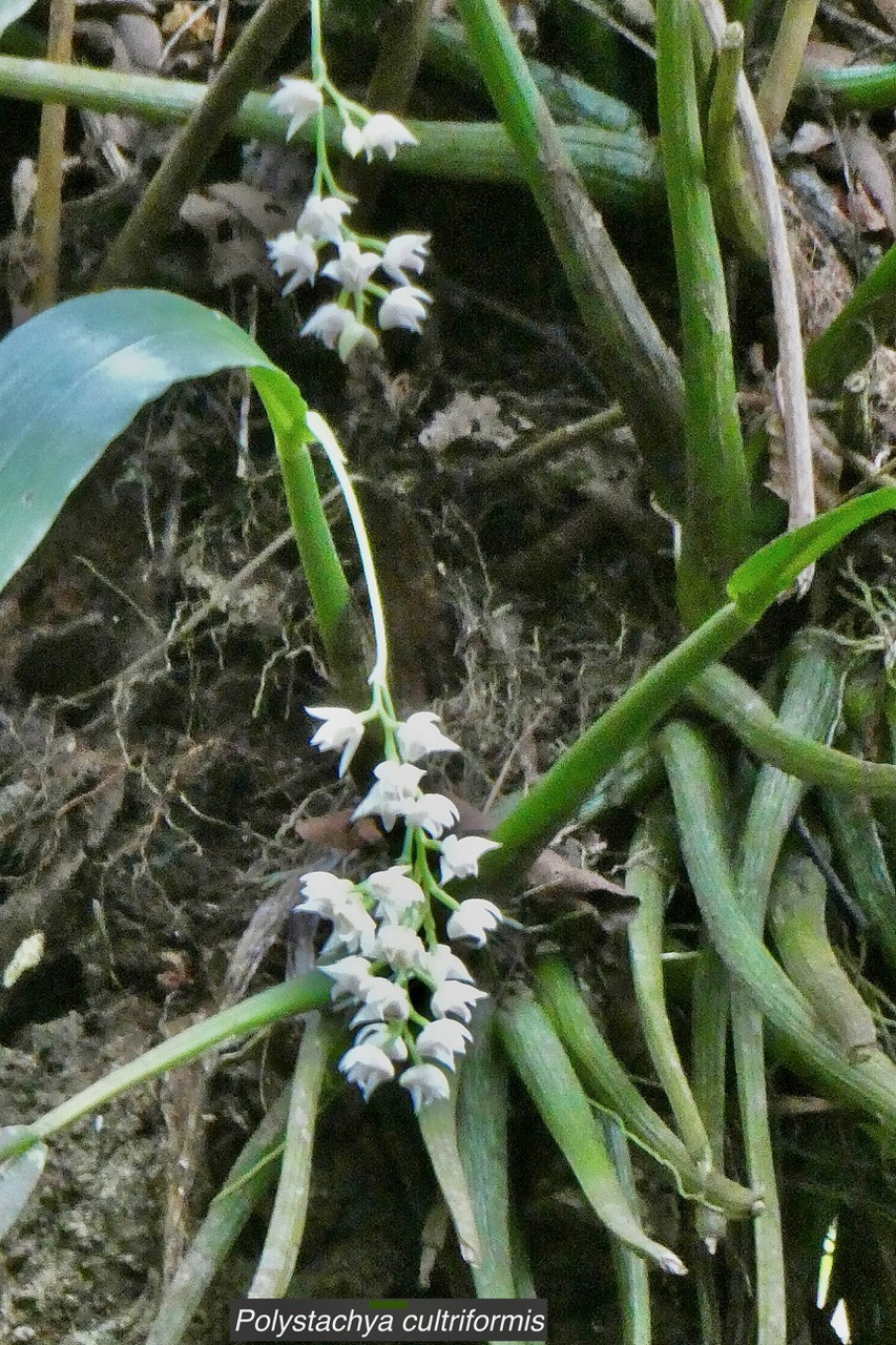 Polystachya cultriformis .orchidaceae. indigène Réunion. (1).jpeg