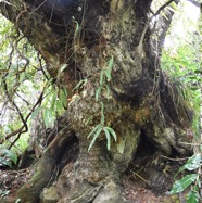 Agarista_salicifolia-Bois_de_rempart-ERICACEAE-Indigene_Reunion-MB3_5751-1.jpg