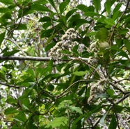 Gymnanthemum_fimbrilliferum_(ex_Vernonia_fimbrillifera)-Bois_Sapo-ASTERACEAE-Endemique_Reunion-MB3_5671.jpg