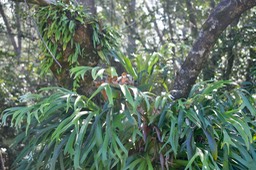 5684 Platycerium bifurcatum Corne d'élan Polypodiaceae Java, Australie