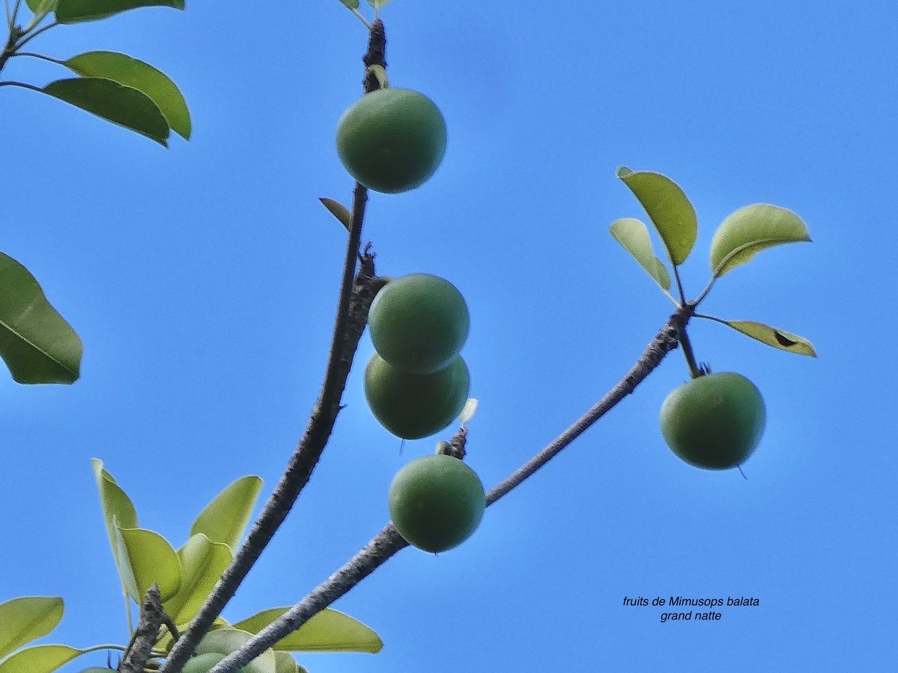 Mimusops balata.grand natte.( fruits ) sapotaceae.endémique Réunion Maurice..jpeg
