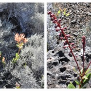 Agarista_buxifolia-Petit_Bois_de_rempart-ERICACEAE-Endemique_Reunion-20240410_180219.jpg